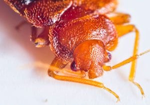 Bed Bugs